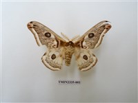 藏品(四黑目天蠶蛾)的圖片